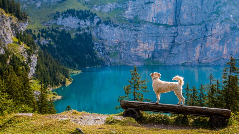 idyllic landscape with dog,inspiring image of how a good life could look like