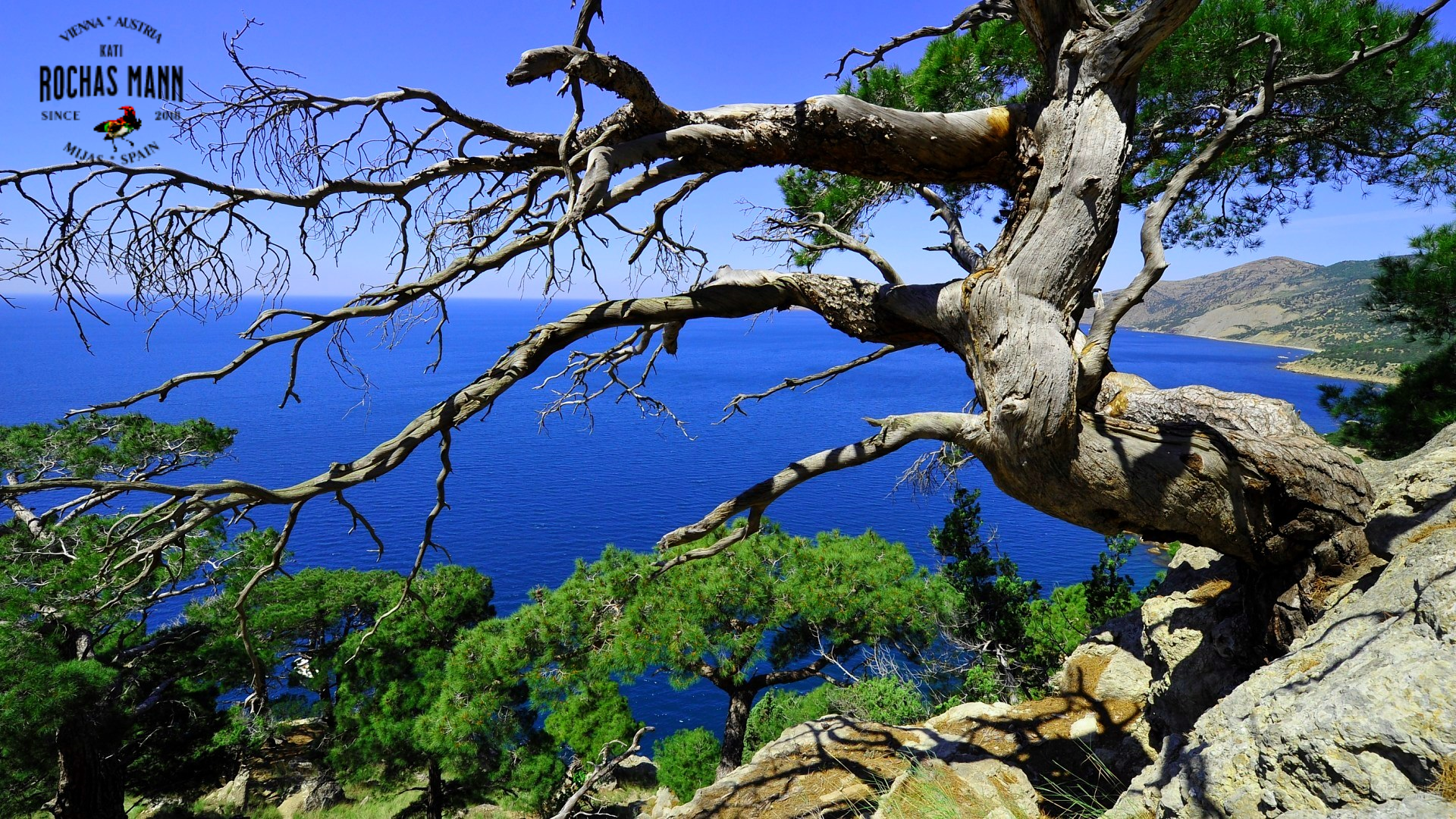 View from my terrace in Sain,the sea through a tree above a pine forrest